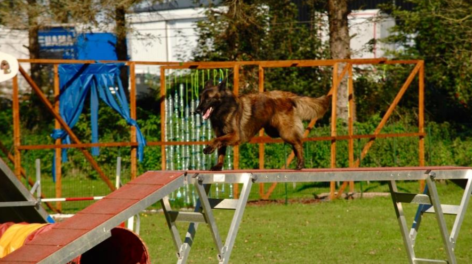 Agility chien Saint-Brieuc