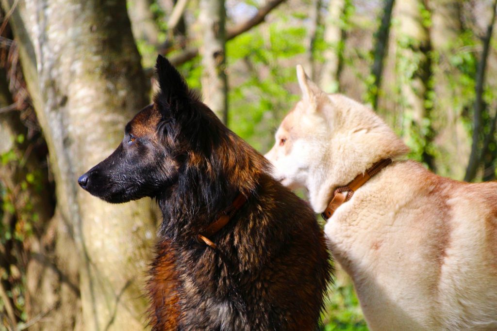 dresseur canin Saint-Brieuc